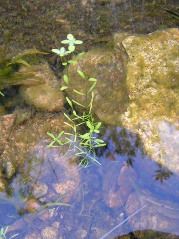 Piante acquatiche!!